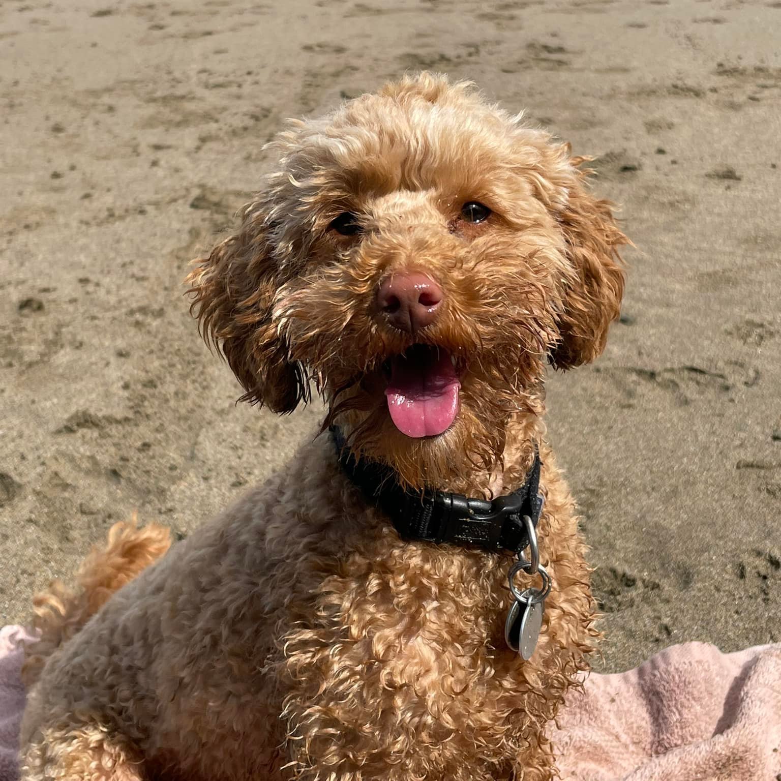 Poodle Beach Towel - Toy Brown Poodle Beach Towel - Toy Brown