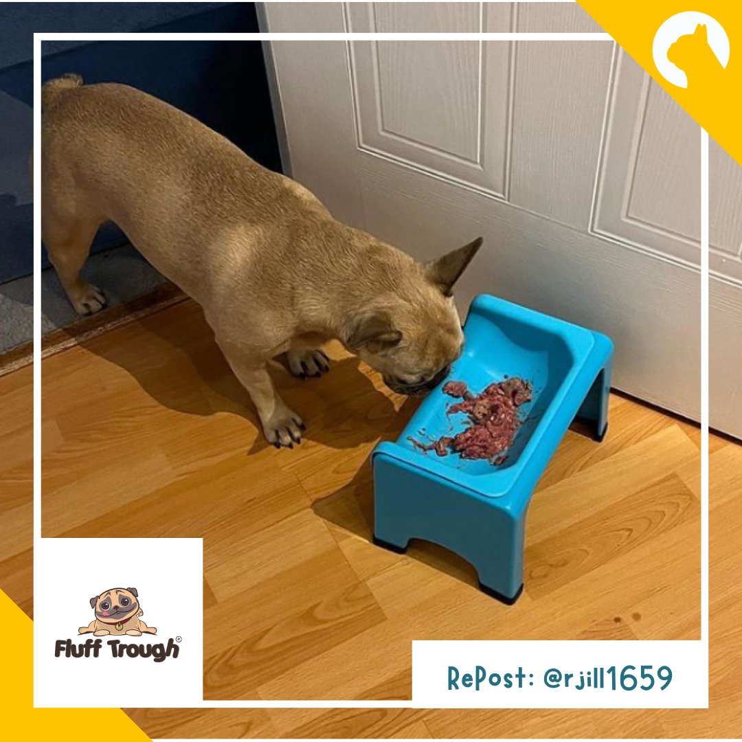 Check out this adorable Frenchie enjoying his Fluff Trough! 🐶🥺
.
.
.
#pawtion #flufftrough #dogbowls #dogfeeder #dogaccessories #animalfeeder #feeder #doggos #doggo #dogsofig #frenchieofig #frenchie