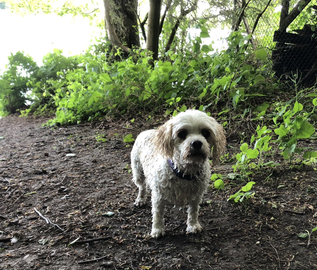Pooch Molly 🐾 tweet media
