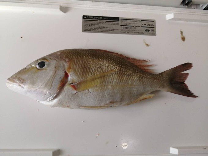 シモフリとタテシマであってる? 