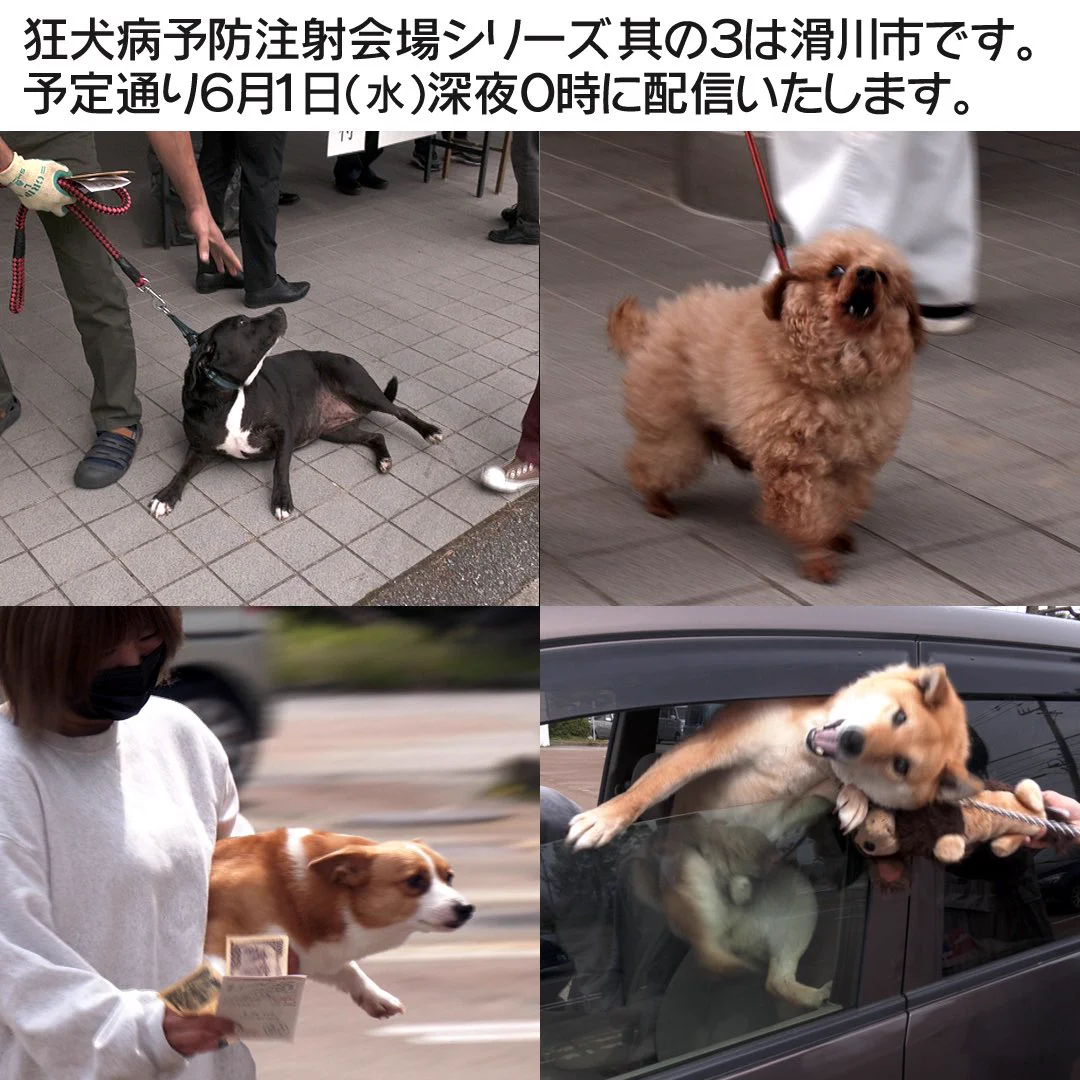 狂犬病予防注射会場のドタバタ劇！！いろんなワンちゃんが登場！