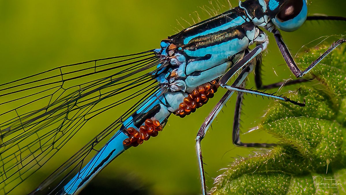 rogertaylorphot's tweet photo. Can anyone tell me what these are on the Damselfly ? Im guessing eggs but from what ? Thanks in advance
@Buzz_dont_tweet @Natures_Voice @GBS_Damselflies
#bbcwildlifepotd
#TwitterNatureCommunity
#photography
#nature
#cpfeatureme https://t.co/gi2HOLeMCO
