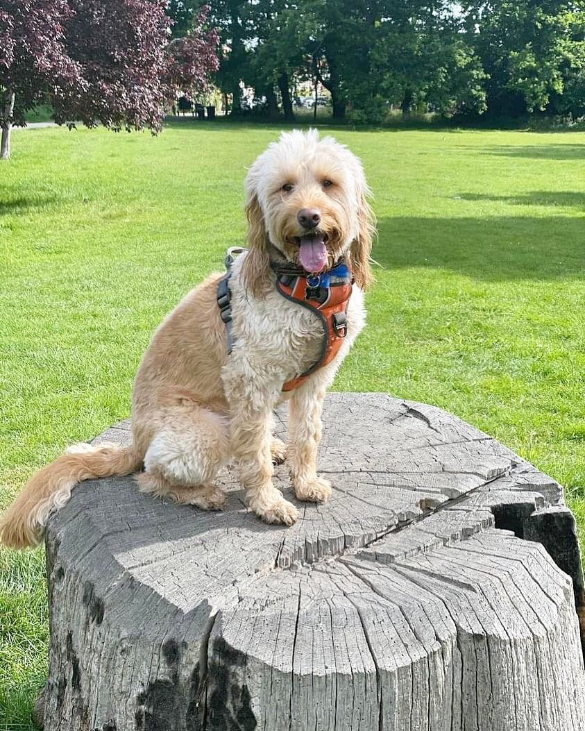 Happy Monday! 🐶
Who's excited for the four-day weekend? 🤩🥳

#mondaymorningvibes #PlatinumJubilee #haveagreatweek #Fernando🐶