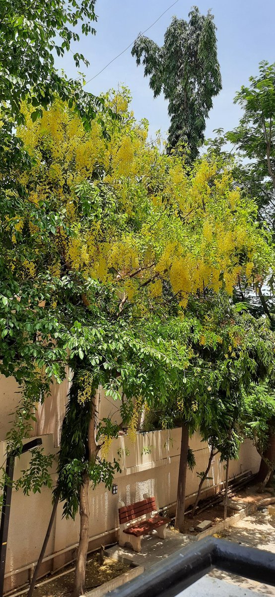 Madhumathi_Inks's tweet photo. “There are always flowers for those who want to see them.”
~Henri Matisse
💛
#Yellow #colorofhope
#இயற்கை #NatureHeals #Elixir #சரக்கொன்றை #Summer #கொன்றைமலர் #petals #GoldenShowers #Windchimes #NaturePhotography #naturelovers #Yellow #காற்றிசைச்சரம் #Flowers #Anthophile #Nature https://t.co/B0jzXKHPDZ