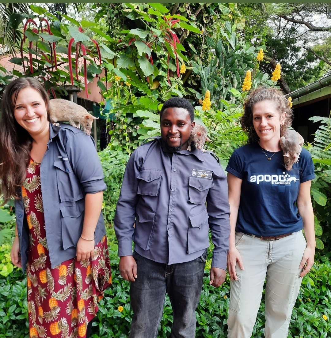 **Please retweet** Do you want to help train these heroes🐭 to find trapped humans, fight wildlife smuggling, detect disease &amp; clean up the environment? If you have a PhD &amp; experience with animals apply now #weirdjobs #jobsearch #job #research #science

apopo.org/en/careers/Beh…