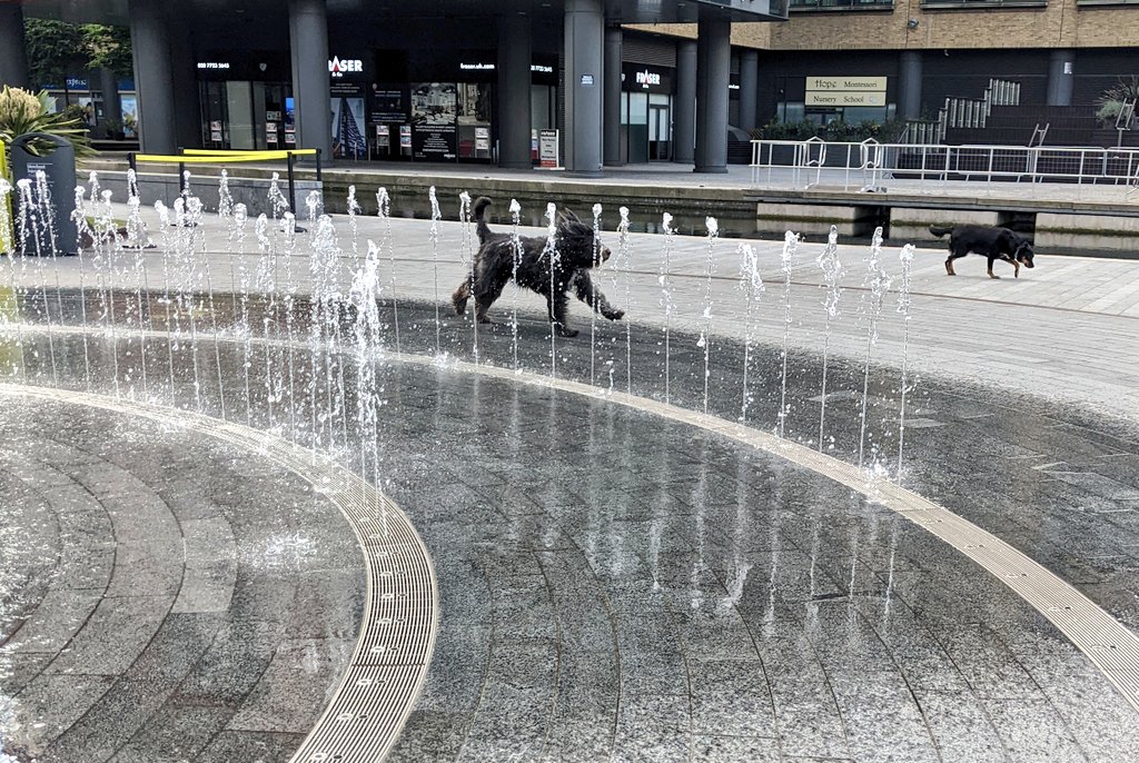 _MollyBear's tweet image. #FountainFun 🐾💖
Even in London, #EveryoneLovesAWetDog