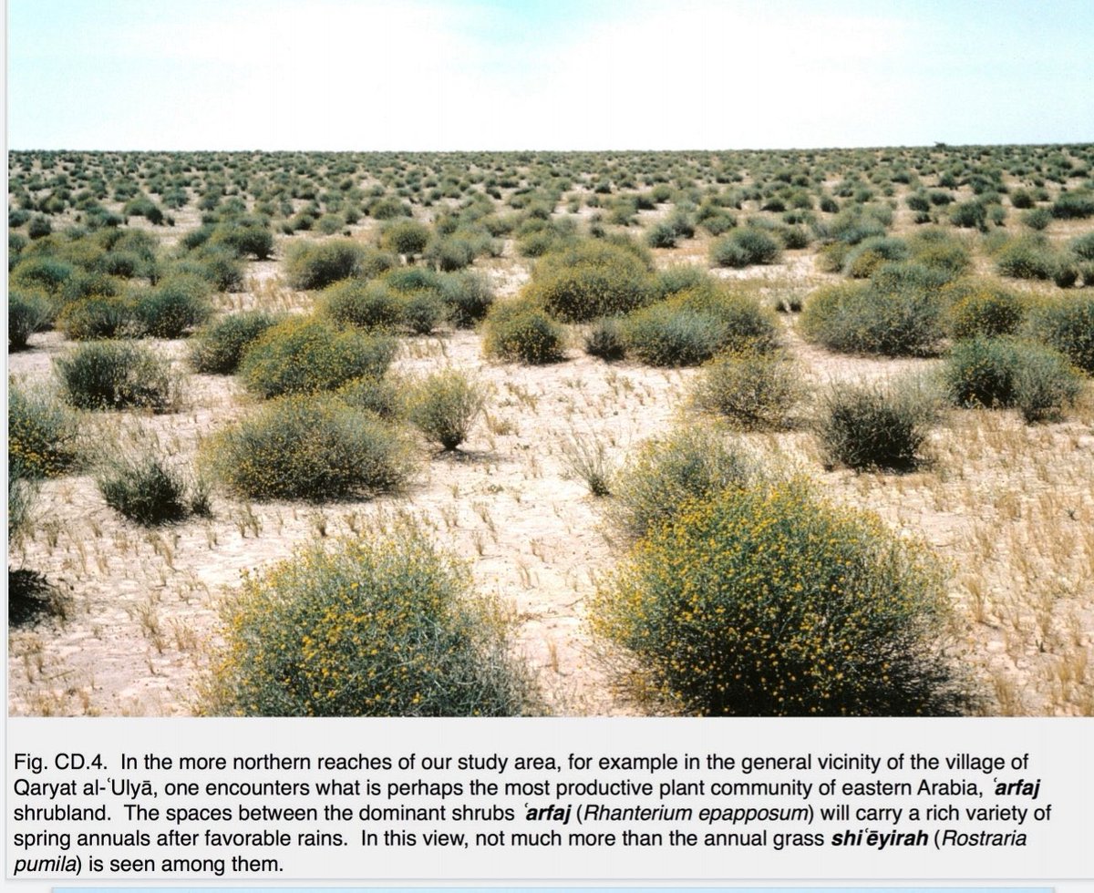 10 مليار شجرة بالسعودية.
ليس شرطاً أن تكون جميعها أشجار. فالشجيرات من ضمنها، والشجيرات لها دور كبير بتثبيت التربة وإنتاج الرطوبة الصباحية. وتوفير بيئة طبيعية للحياة الفطرية.
- شاهد شجيرات العرفج بصحراء الشرقية
صورة التقطها ماندافيل عام 1961