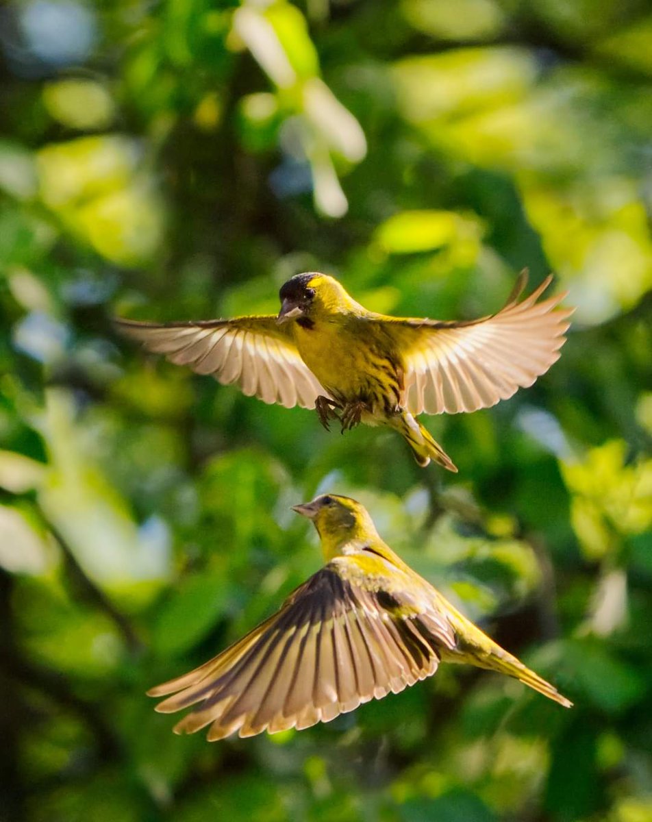 Friedeggstudios's tweet image. Male and female Siskins #WexMondays