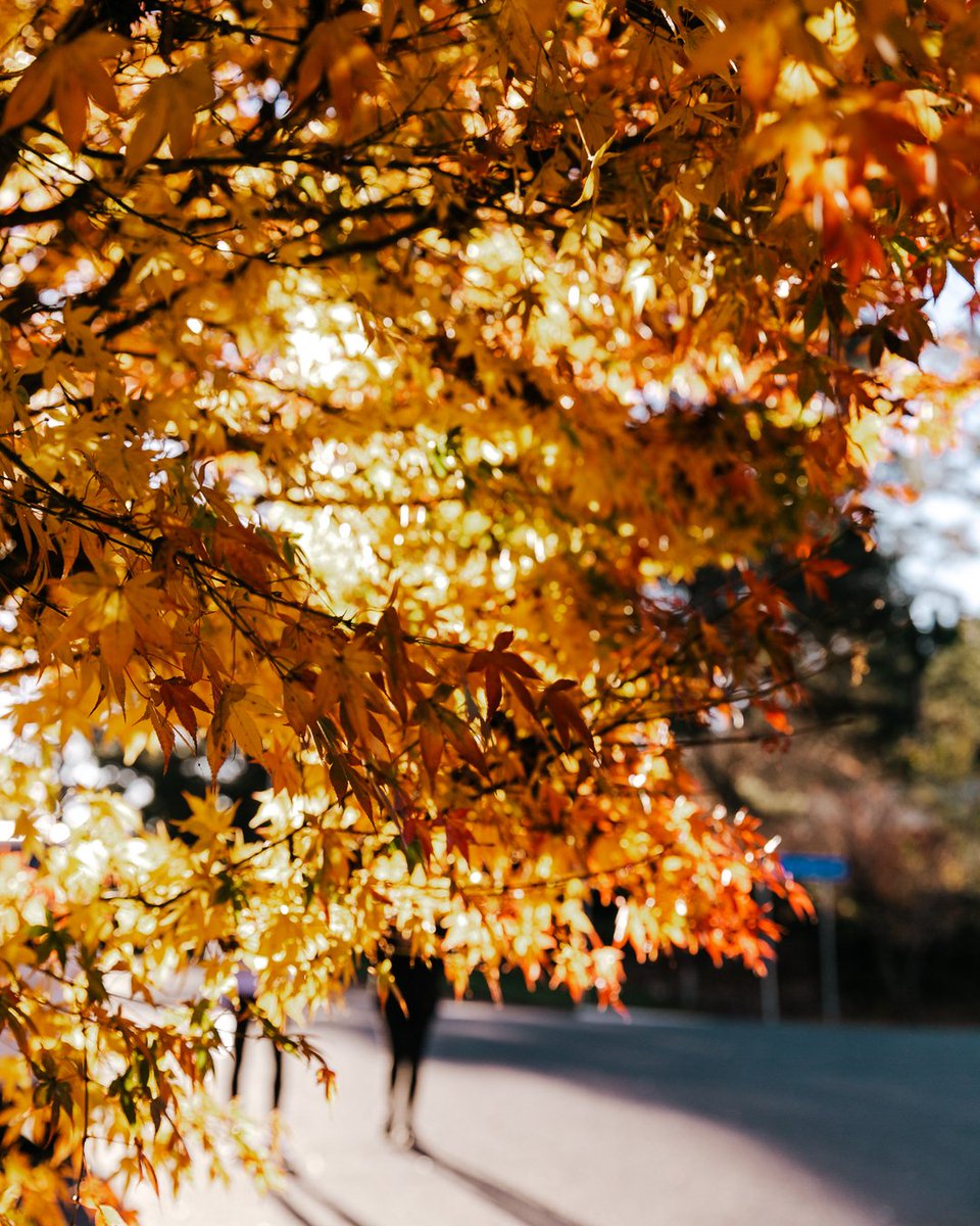 Is it just me or did Autumn just fly by in a blink?? Savouring those last days golden days of before WInter is well and truly upon us. 

Who else can feel the Wintery chill in the air today? Brrrrrr

Photo taken on location <a href="/cloud/">cloud ☁️</a>.parade.leura @umtalahouse

#autumnleaves #autumn