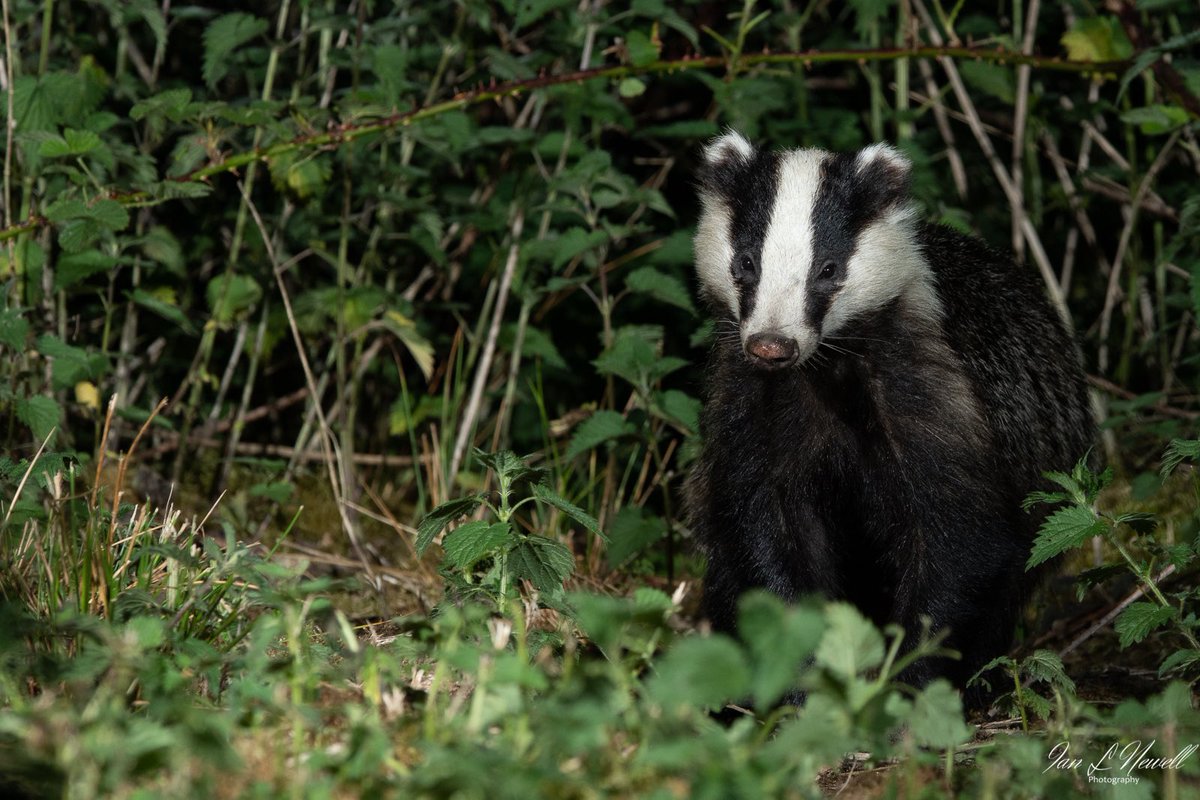 I went out badger watching last night, I managed to find this one