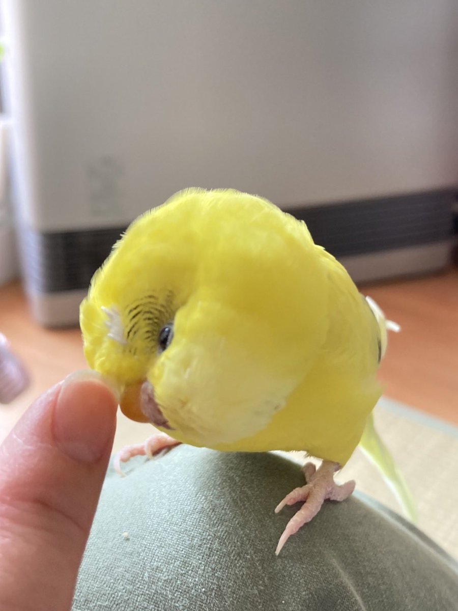kona_ume's tweet photo. かわいいいい https://t.co/gXYpC765Zr