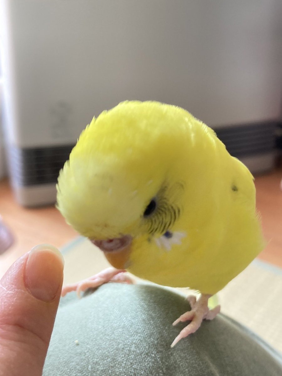kona_ume's tweet photo. かわいいいい https://t.co/gXYpC765Zr