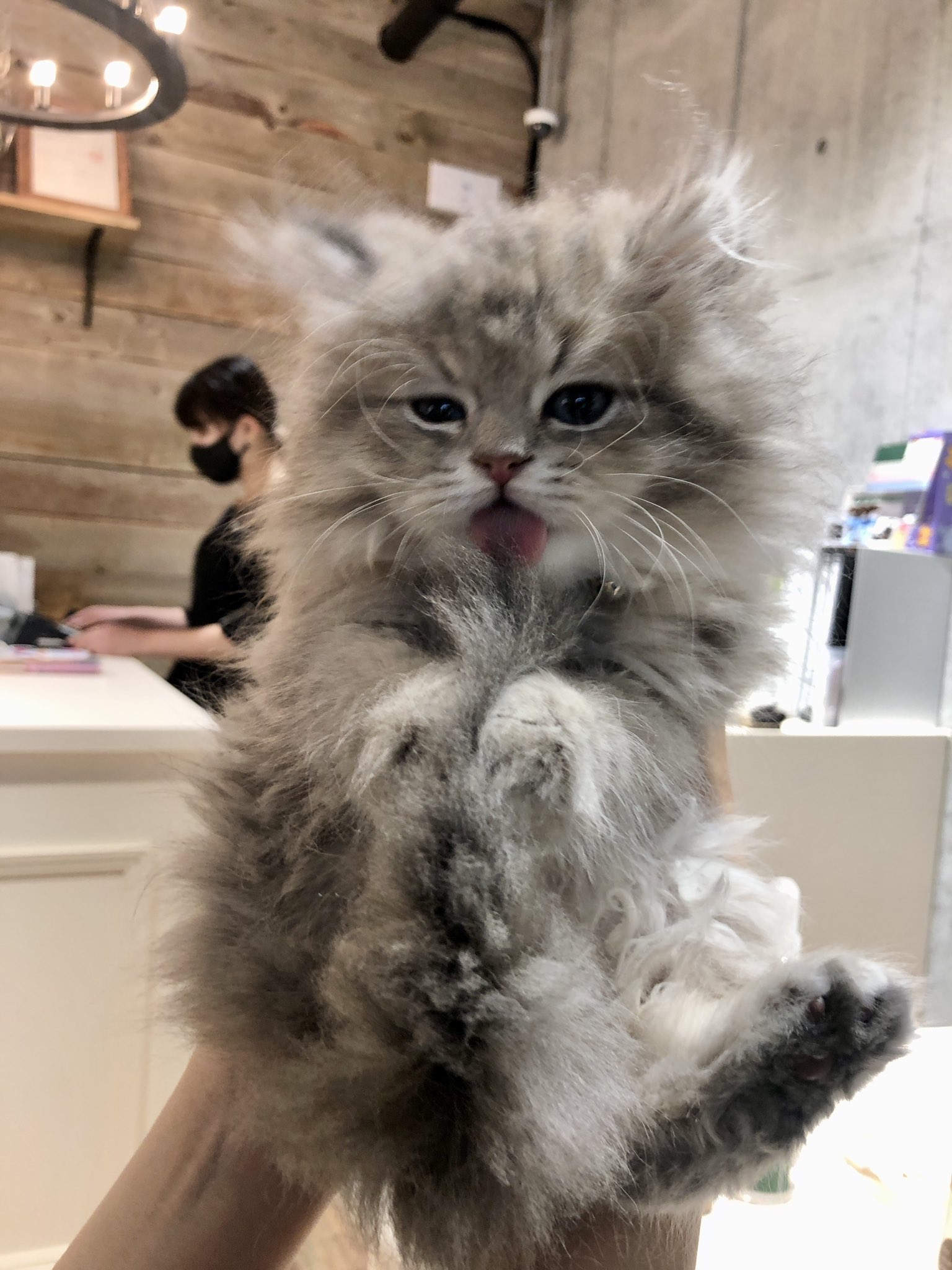 ペルシャのシュペット ちょっとあざとい系女子になってる 猫 猫のいる暮らし ねこ ねこすたぐらむ 子猫 ペルシャ猫 ペルシャ Persiancat Persiancat あざとかわいい あざとい系女子 T Co Til4xbvaob Twitter