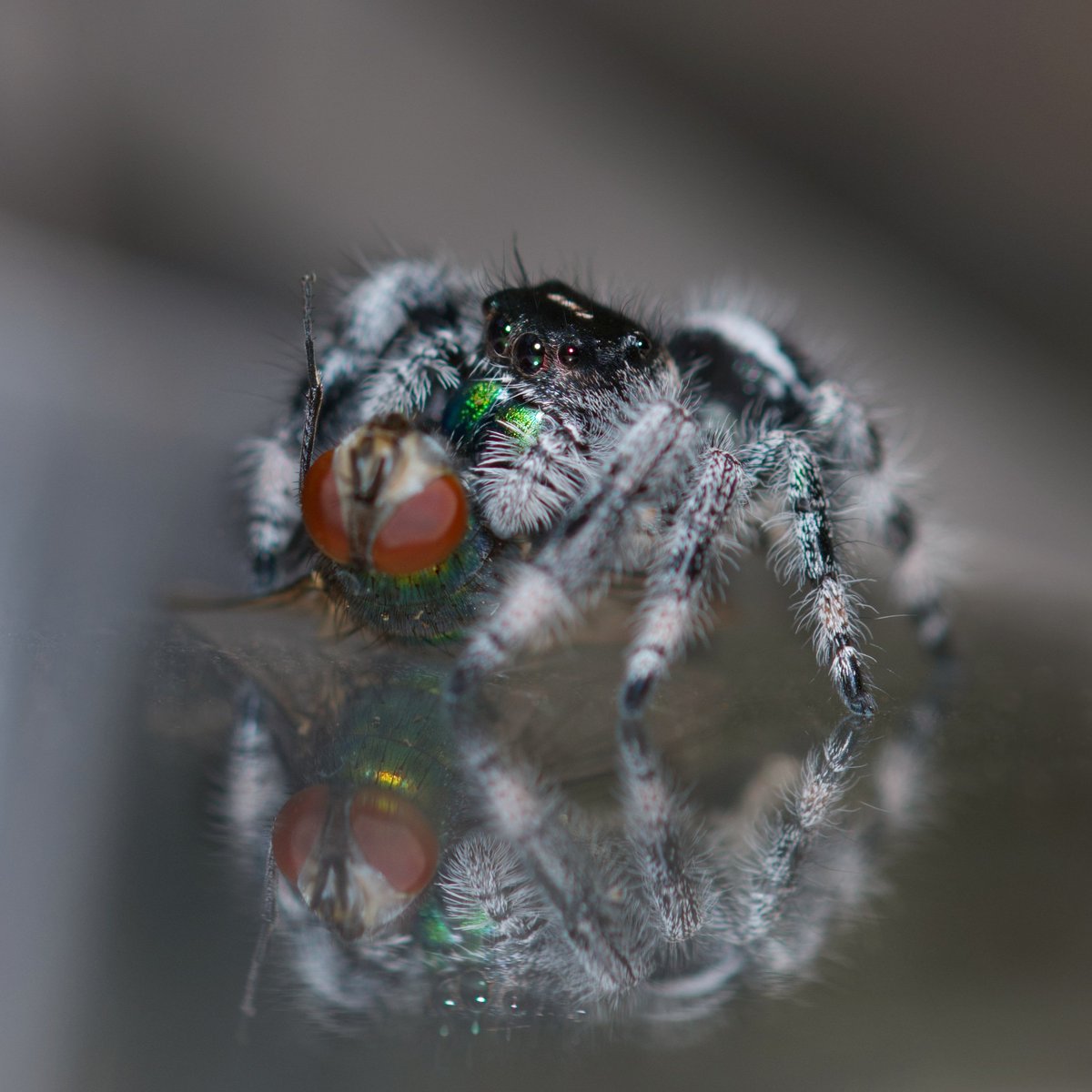 mis_ty_zee's tweet photo. Hicks and fruit fly #phidippus #phidippusregius #phidippusregiusflorida #jumping spider #nikon850 #sigma105mm https://t.co/DuVs9Gp9W3