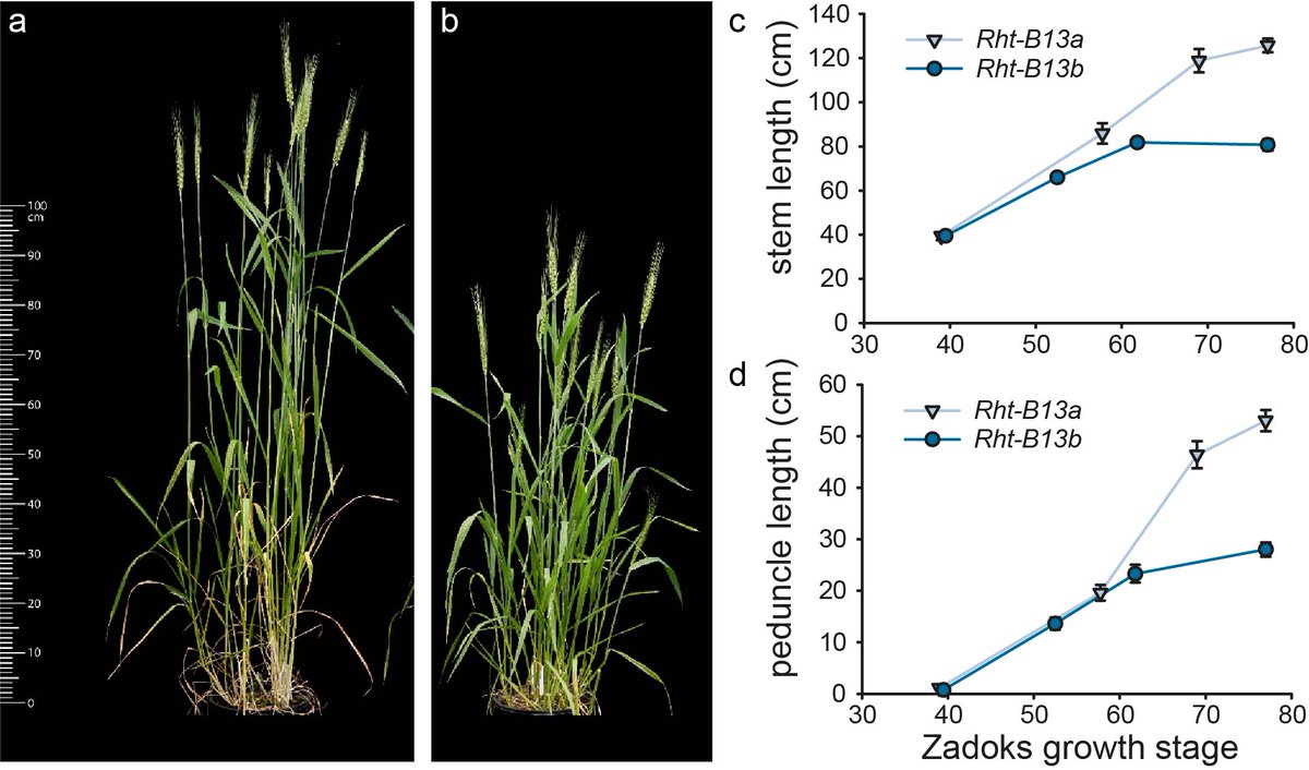 Working with multiple collaborators we cloned the Rht13 alternative dwarfing gene. Buckle-up- it's not what we expected... Unlike other wheat dwarfing genes it isn't a gibberellin signalling/metabolic gene- it's an autoactive NB-LRR! Pre-print available: doi.org/10.1101/2022.0…