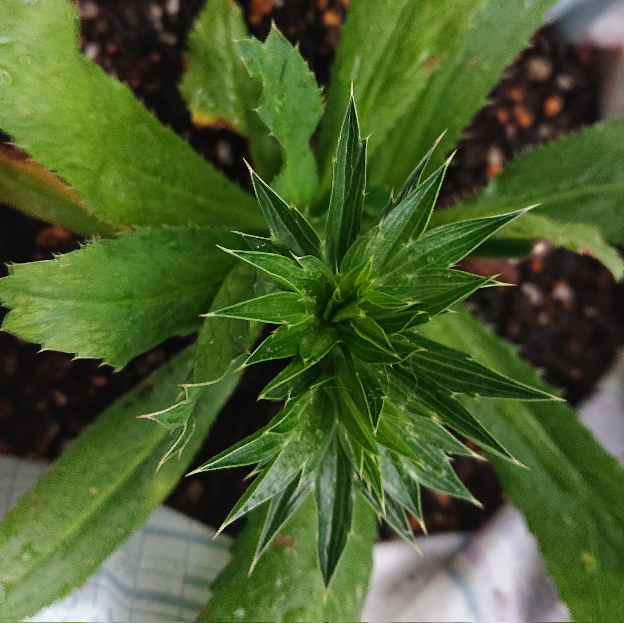 Saibai1nensei パクチーファラン ノコギリコリアンダー 我が家の土袋へ植替え 凄い根 二株ある 株分け 花芽 とりあえず遮光して伸びた葉っぱを食べてから考えよ 家庭菜園 袋栽培 ベランダ菜園 T Co Frsmcx2ffv Twitter