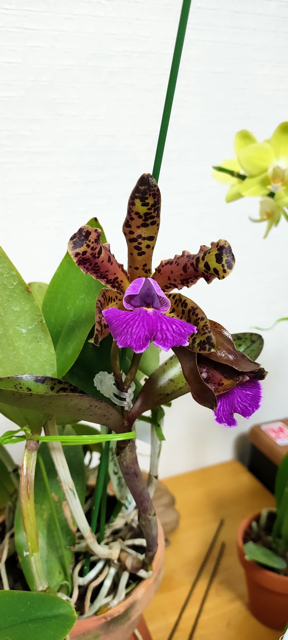洋蘭 書籍 BRAZILIAN ORCHIDS 蘭の大国 ブラジル大紀行