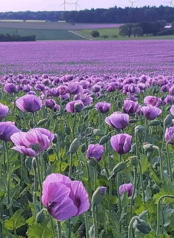 TheWorldGuild's tweet photo. Each of us, like a beautiful flower in perpetual bloom.
Alone we are a wonderful work of art.
Together, we are a masterpiece.
#ManifestMonday
#TogetherToTheTop
#BuildTheWorldUp
#ChooseLove
#WorldPeace https://t.co/6dIfDPCrHe