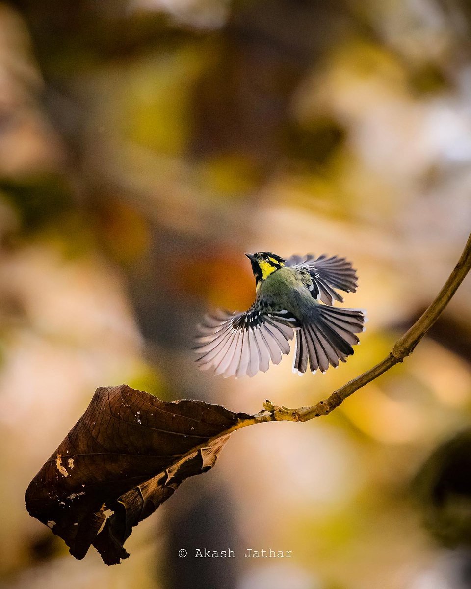 Sigma_India's tweet photo. Special mention to one of the shortlisted entries of SIGMA #SeizeYourLens contest.
Photo courtesy: Akash Jathar (Facebook)
Lens used: SIGMA 150-600mm F5-6.3 DG OS HSM Contemporary Lens
#SIGMAcontest #SeizeYourLens #SIGMAPicks #sigmaphotoindia https://t.co/4n6LMMOSAj