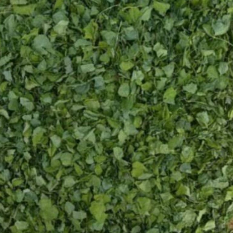 नागौर की कस्तूरी पान मेथी के लिए संपर्क करें