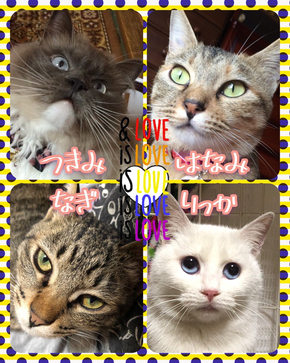 ねこのつきみ tweet media