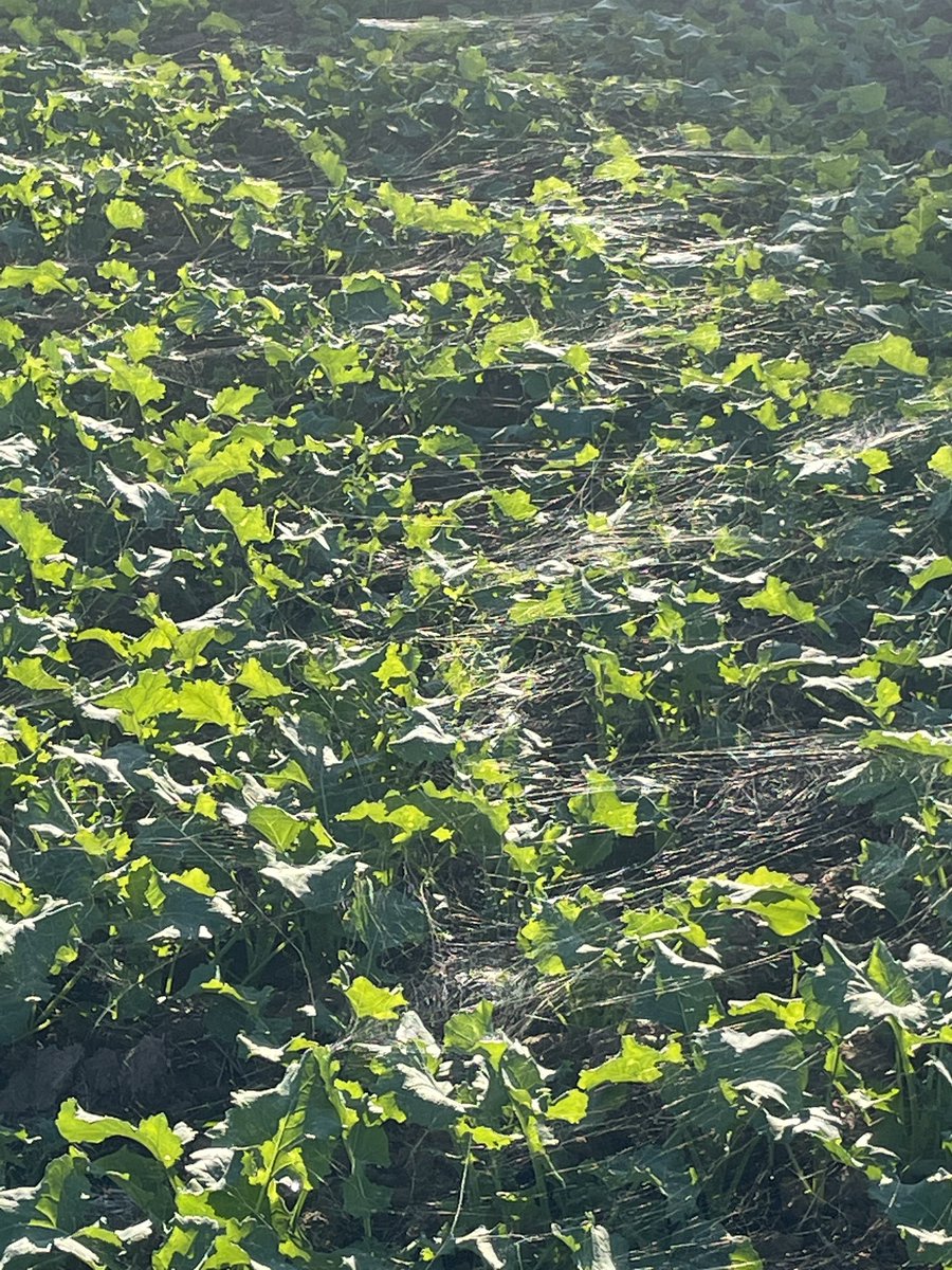 Beau Longmire tweet media