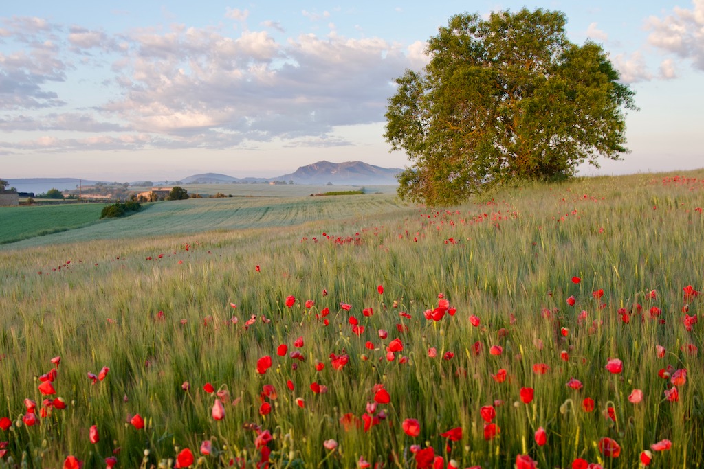 Bon dia Sta Coloma d Queralt
#segarrejant #goodmorning #Countryside #Catalonia <a href="/finslagorra_1/">finslagorra ||*|| SÍ</a> <a href="/jolival65/">JOliva||*||</a> <a href="/montserumbau/">montserrat rumbau</a> <a href="/martapontnou/">MARTA PONTNOU</a> <a href="/salvad_m/">RosamSal ||⭐|| 🏴󠁧󠁢󠁥󠁮󠁧󠁿#Jo soc CDR# *CxR*</a> <a href="/martalbareda/">Marta Albareda Valls</a> <a href="/jordicodol/">Jordi Còdol Montagut</a> <a href="/betaltarriba/">Bet Altarriba</a> <a href="/mccorominas/">Carme Corominas</a> <a href="/cantireta/">Montserrat Aloy 💬✏📕 🎭🇺🇦</a>  <a href="/xatoQuico/">Xato Quico Tram 37</a> <a href="/Ifarre2/">Imma</a> <a href="/CanelaBalsebre/">rosa canela</a>