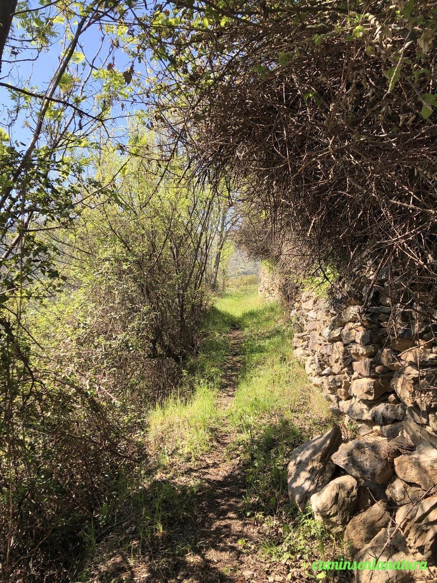 caminsnatura's tweet photo. 📸 Camí de #Sorre a #Bernui.
📍 #PallarsSobirà. https://t.co/dHGx2oD0qv
