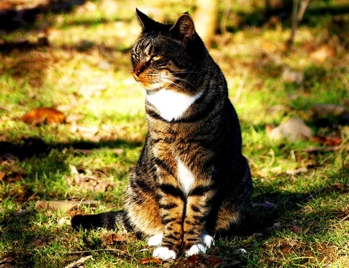 PeterParker006's tweet photo. Life is too short to waste
Just face things head-on and be fearless
Always live for yourself
And smile brightly
Don’t care about other’s judgement
Just be yourself
If you are not that lucky
Make sure you are working hard enough
#kittens #CuteKittens #CatsOfTwitter #CatsOnTwitter https://t.co/Vce5vMpU4T