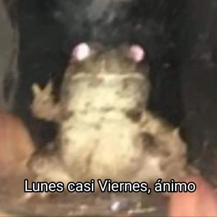 gatitos shitposting (@gatito_shitpost) on Twitter photo 