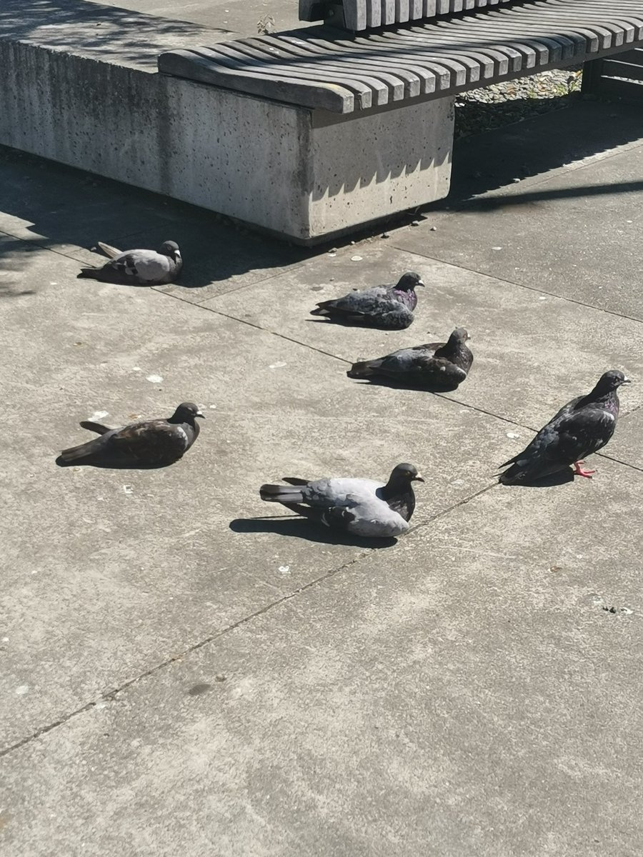 unfoundvoid's tweet image. ducks are one of the creature of all time