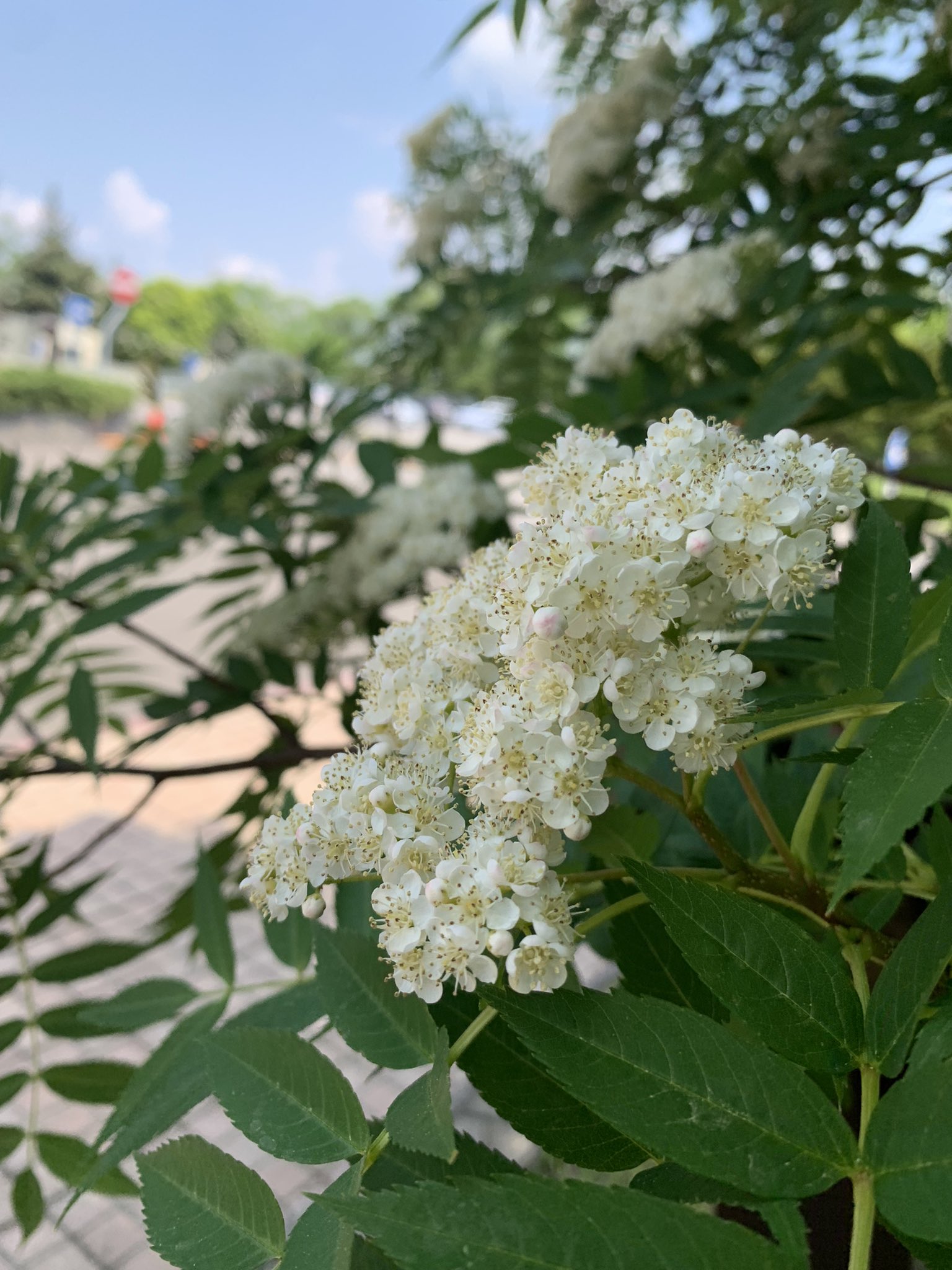 柊 月子 七竈の花と栃の花 栃の花はそろそろ終わり T Co Kgkbym8ifw Twitter
