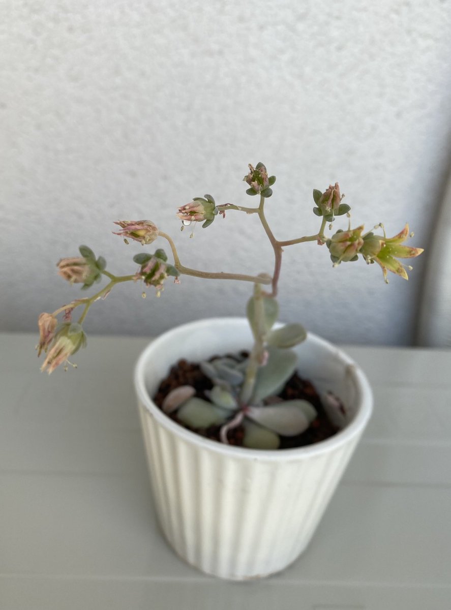 8Hachmitu8's tweet photo. 午後から太陽☀️サンサン植物🪴
喜んでるようです。☺️ https://t.co/VKMjRNHIe2