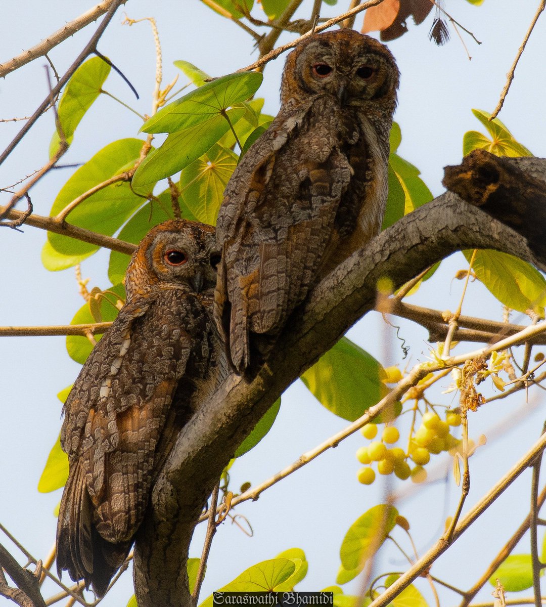 Mottled Wood-Owl : Couple 

SN: Strix ocellata
#lifer
#owls 
#owlsofindia
#hbp359 @hydbirdingpals #TwitterNatureCommunity @birdcountindia  #birdphotography #birdwatching  #BirdTwitter @IndiAves @ThePhotoHour #Forestbirds #ananthagirihills #vikarabad