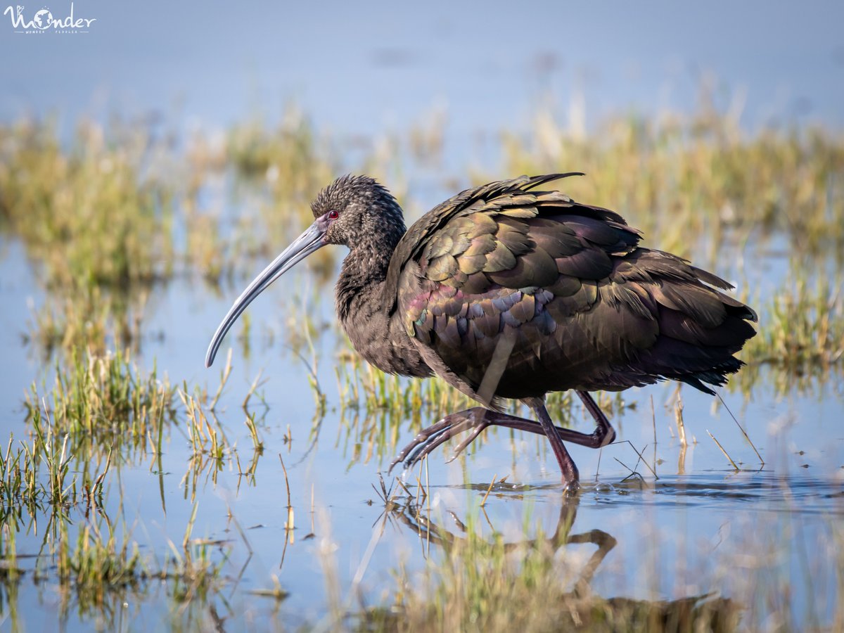 wonderpeddler's tweet photo. A White-faced Ibis out of the silhouette.

This non-breeding adult is yet to develop the white facial outline that gives it its name.

#Birding #EarthCapture https://t.co/uUbK3U1uOv