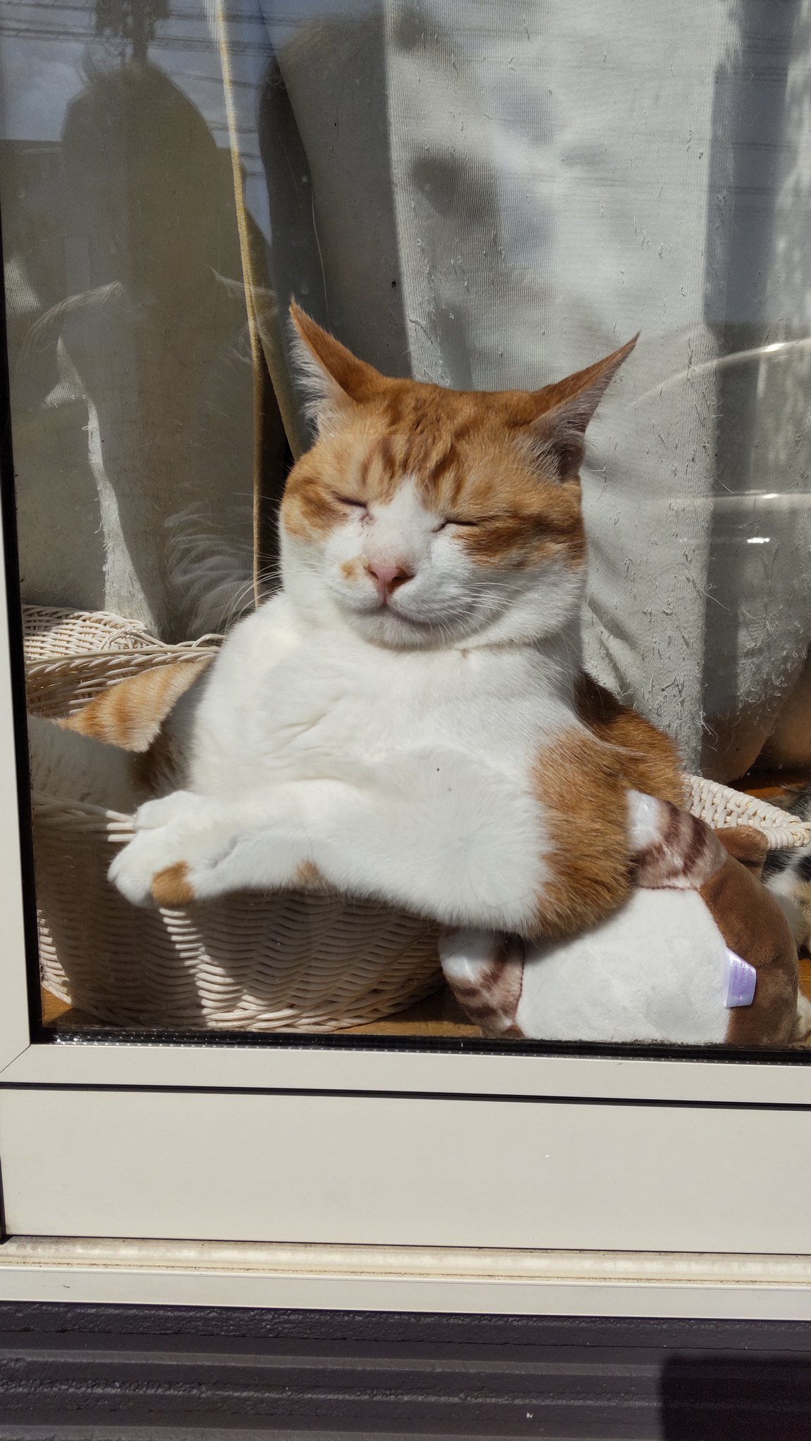 保護ねこcafefamilia Catcafefamilia Twitter