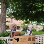 江戸のお犬さま(姫・殿・若)のツイート画像