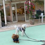 江戸のお犬さま(姫・殿・若)のツイート画像