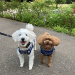 江戸のお犬さま(姫・殿・若)のツイート画像