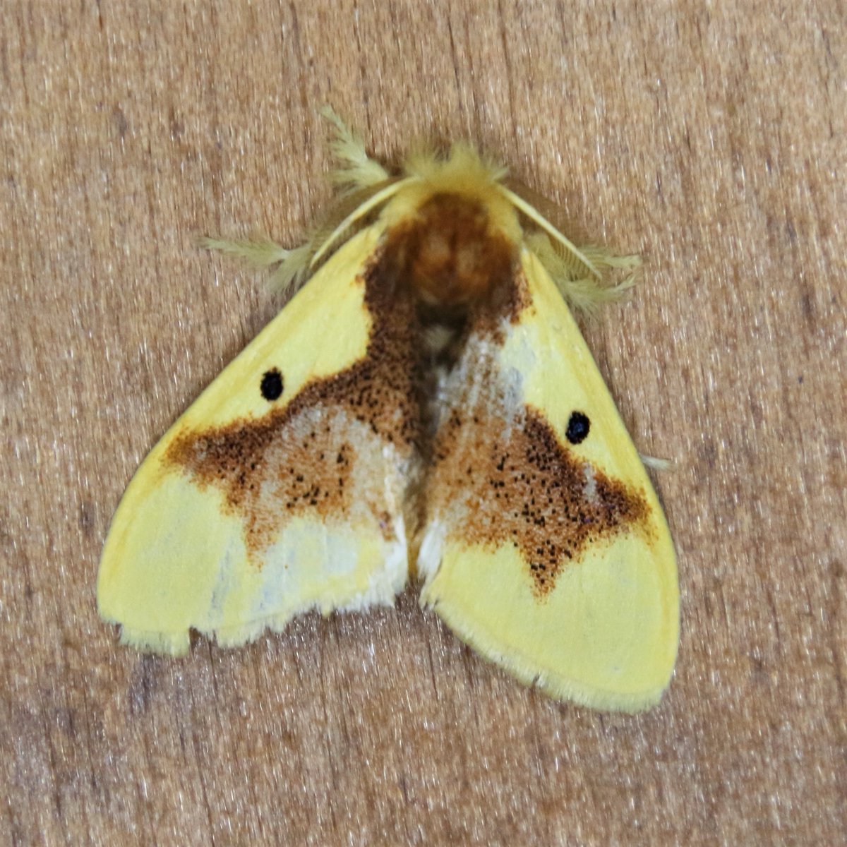 MondayMoth's tweet photo. Nygmia solitaria https://t.co/NW3raVSuod