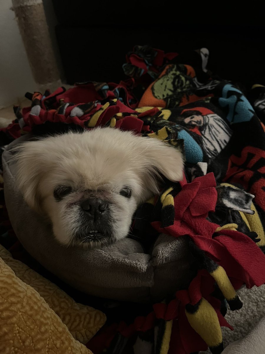megvntricha's tweet photo. said sweet dreams to my angel today, 14 years just wasn’t enough https://t.co/XCk3g8K69t