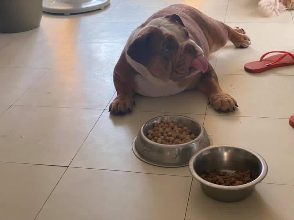 bella_dada92's tweet photo. Paano maging tirador ng pagkain? Upo ka sa isang tabi, sabay rolyo…. Viola! Nasa tabi ka na ng pagkain ng hindi sayo. 🙄
#WaybackMonday https://t.co/9NtrexBCf8