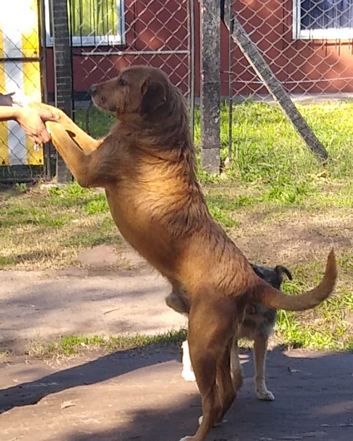 Este hermoso perro fue arrojado de un auto ayer. Él corrió en vano, por supuesto. Lo tiene una familia muy humilde de mi pueblo pero en verdad ya tienen dos y no pueden. Buscamos una familia que lo ame, es un amor. Está en Schubert y Puente del Inca, Francisco Álvarez RT RT 🙏