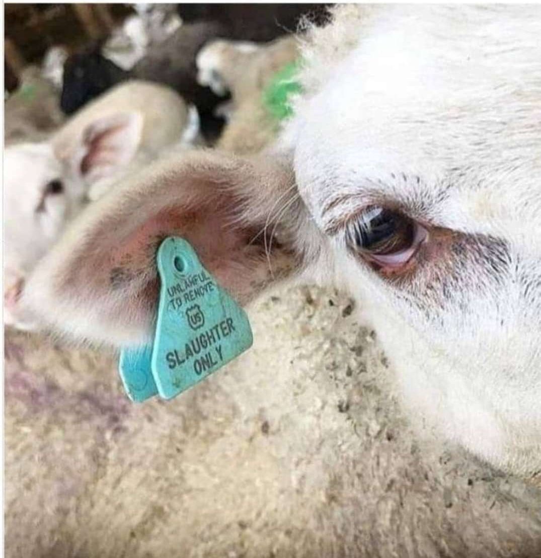 "Slaughter Only"

No living being should be forced to wear a tag like this.

Working toward basic #rights for all #animals, where no one, no gender, no nation, no species, has the right to dominate, control and exploit another with impunity.