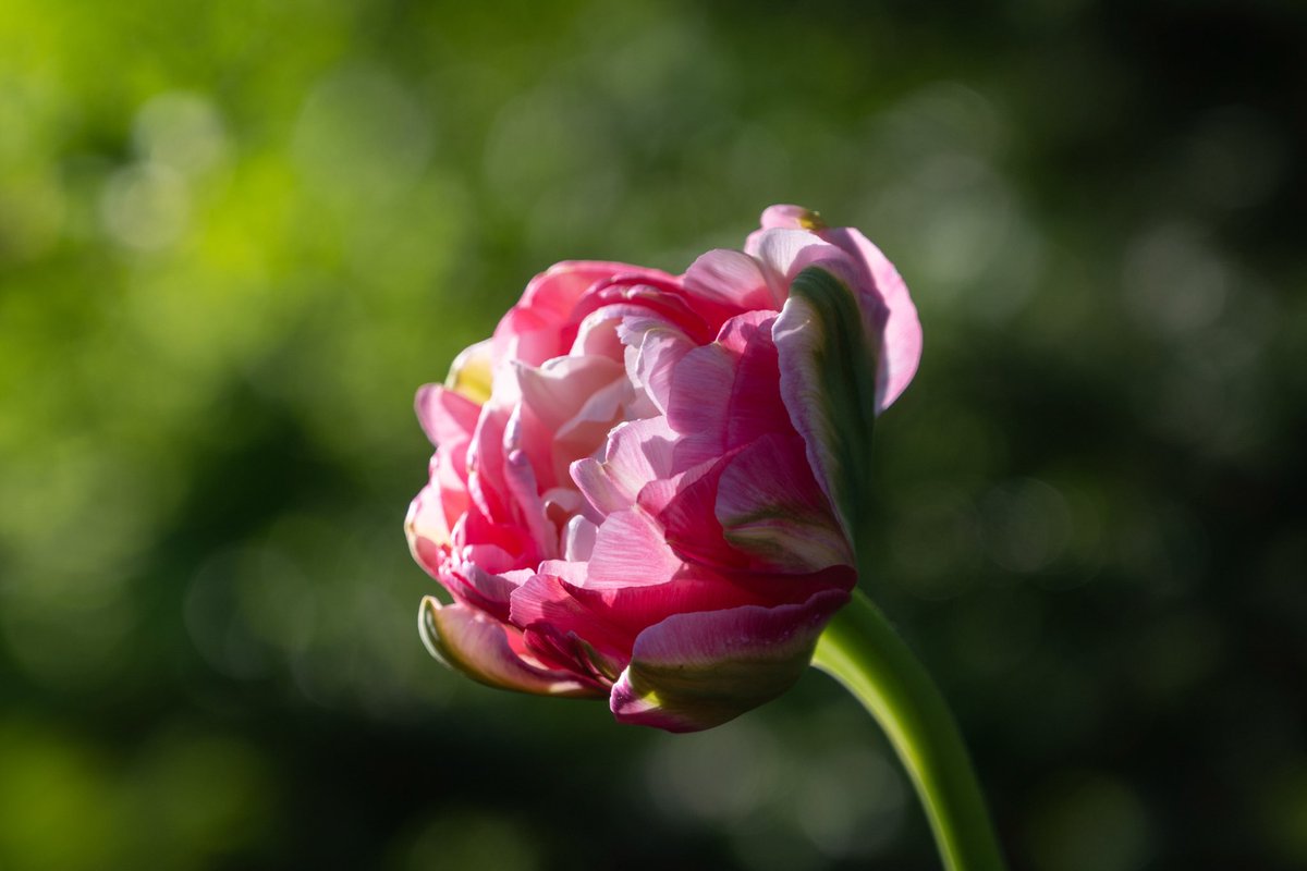 IzabelaSko's tweet photo. Love these tulips! #tulips @NikonUSA #michiganspring https://t.co/HiM1u7p9O6