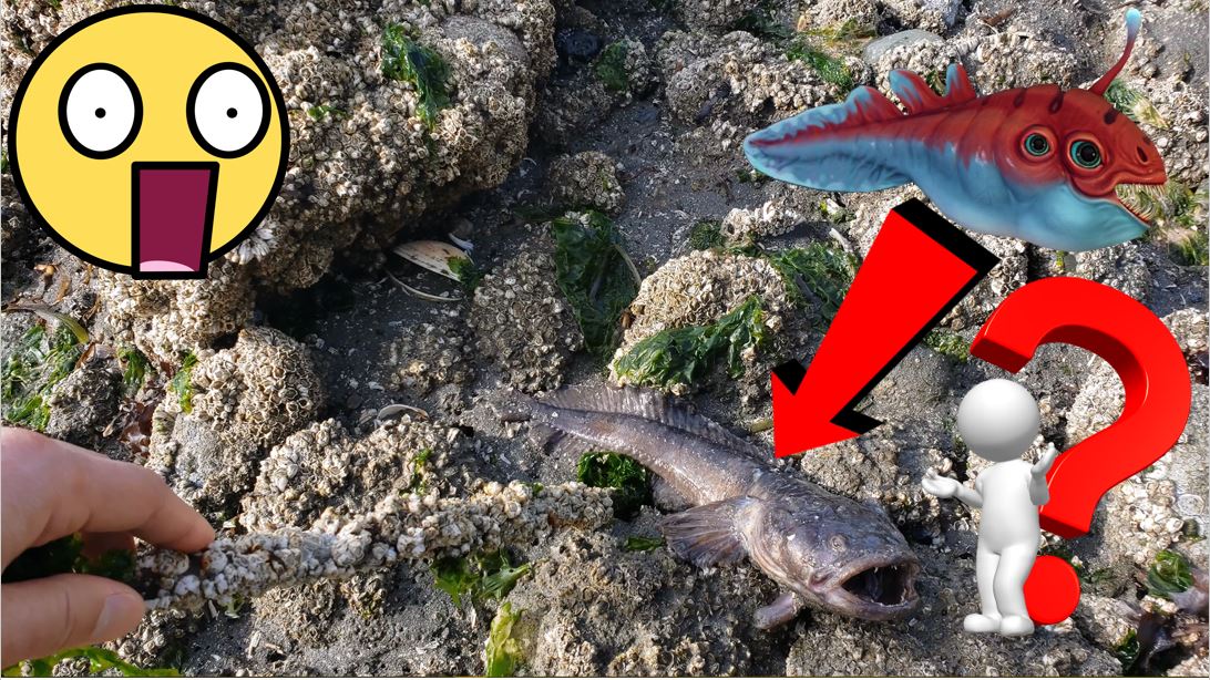 jayrulesworld's tweet image. Saving an alien fish at the beach!
youtu.be/owfCp1IwciQ
#alienfish #weirdfish #uglyfish #beach #possessionsound #wildlife #scaryfish #seattle #youtube #jayrule #seafood #seacreature #catfish #plecostamus #pleco #fish #ocean #sea #pacificocean