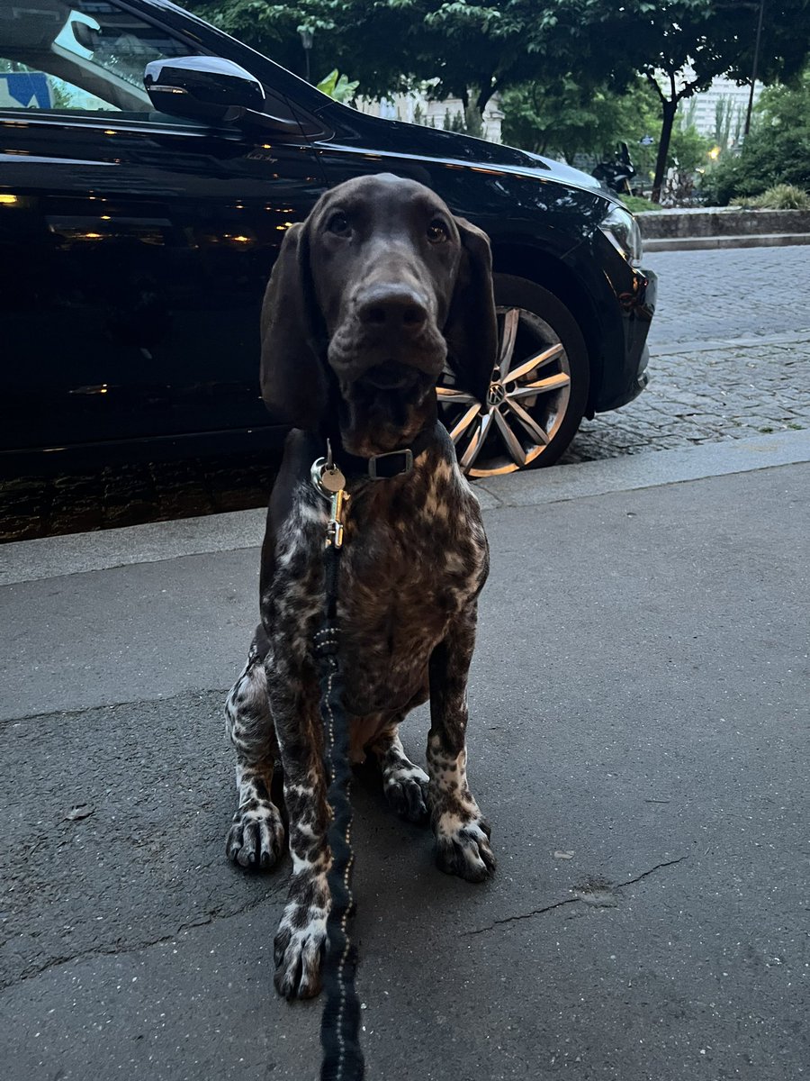 milisaccone's tweet photo. Mon petit français 🥰 🐶🌍🛫 https://t.co/mTDk8lyT5Q