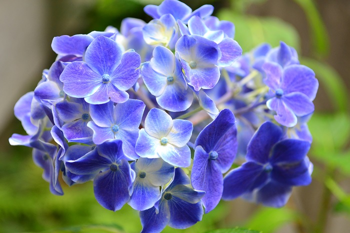 Lovegreen 昨年買った鉢植えのアジサイが今年は花がつかなかった そんな方はいませんか アジサイが咲かない原因 についてご紹介します T Co 9xirhlsswn T Co Jojqugwg7v Twitter Lovegreen 昨年買った鉢植えのアジサイが今年は花がつかなかった そんな方はいませんか アジサイが咲かない原因 についてご紹介します T Co 9xirhlsswn T Co Jojqugwg7v Twitter