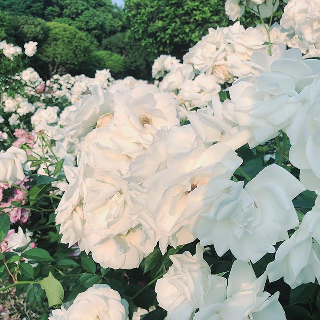 株式会社豊和 近所の公園敷地内の バラ園 に行ってきました 色とりどりの バラ が一面に咲き誇り 眼福でした バラ と一口に言ってもいろいろな種類があるようで 形や花びらの見え方もそれぞれ お気に入りはこの白いバラです 来年もまた見に行き