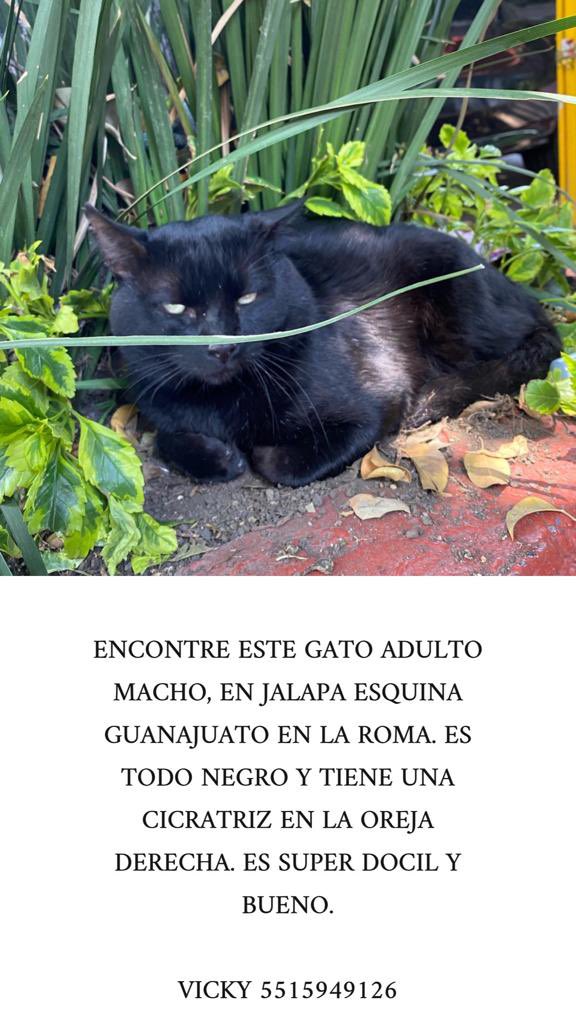 MascotasSismo's tweet photo. #Encontrado gato negro, macho, adulto, con cicatriz en la oreja. Muy dócil. Mayo/22, Jalapa y Guanajuato, col. Roma, alc. Cuauhtémoc, CDMX https://t.co/8oJpPu4PXB
